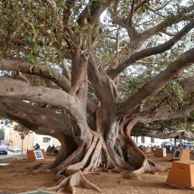 Huge tree Ficus Macrophylla in Cádiz - opposite of beach Playa de la Caleta